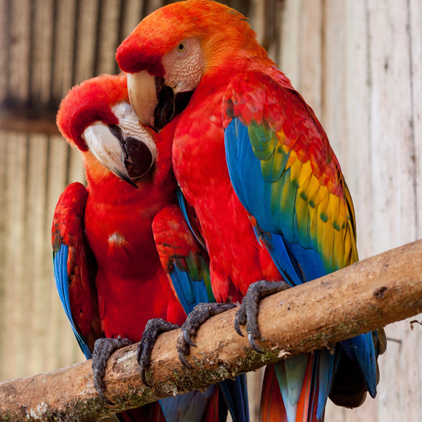 Erfolgstraining Liebe