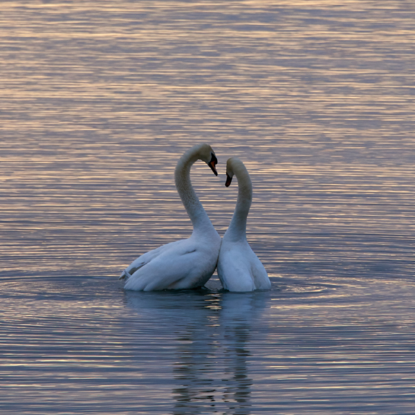 Erfolgstraining Liebe